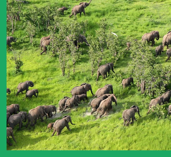 the-society-elephants